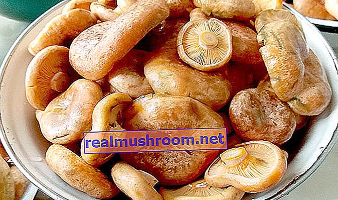 Кращий спосіб соління грибів в домашніх умовах