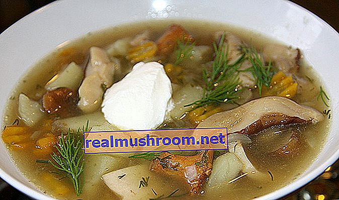 Wie man Pilzsuppe aus Milchpilzen kocht: ein Rezept mit einem Foto ...